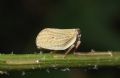 Hysteropterum sp.