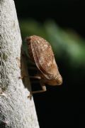 Hysteropterum sp. (cfr.)