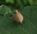 Hysteropterum sp.