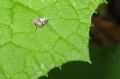 Issus sp.