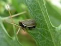 Hysteropterum sp.