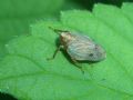 Issus sp.