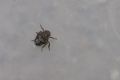 Issus sp. (cfr.)