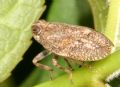 Hysteropterum sp. (cfr.)