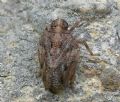 Issus sp.