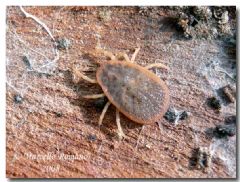 Argasidae