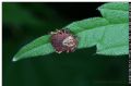 Dermacentor marginatus