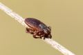 Dermacentor sp.