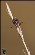 Dermacentor sp.