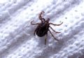 Hyalomma sp.