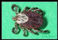 Dermacentor sp.