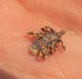 Hyalomma sp.