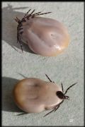 Ixodes ricinus