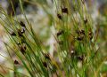 Oreojuncus monanthos