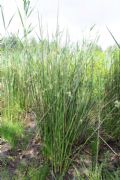 Juncus effusus