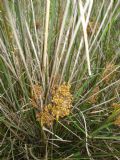 Juncus acutus