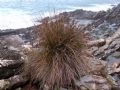 Juncus acutus