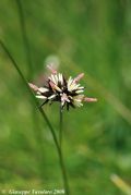 Juncus jacquinii