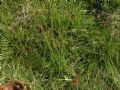 Juncus conglomeratus