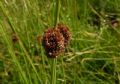 Juncus conglomeratus