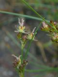 Juncus gerardii