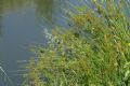 Juncus effusus