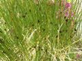 Juncus jacquinii