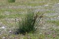 Juncus jacquinii