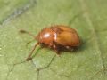 Kateretes pusillus cf.