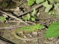Lacerta bilineata