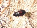 Laemophloeus nigricollis