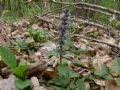 Ajuga reptans