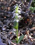 Ajuga genevensis