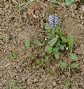 Ajuga reptans