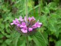 Clinopodium vulgare