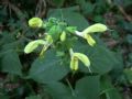 Salvia glutinosa