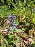 Ajuga reptans