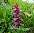 Ajuga pyramidalis