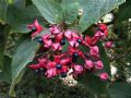 Clerodendrum trichotomum