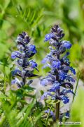 Ajuga reptans