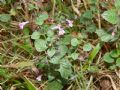 Clinopodium nepeta