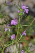 Galeopsis angustifolia