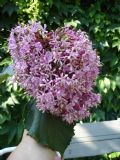 Clerodendrum bungei