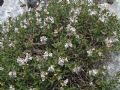 Satureja montana subsp. montana