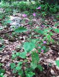 Clinopodium grandiflorum