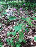 Clinopodium grandiflorum