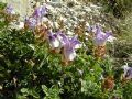 Scutellaria alpina