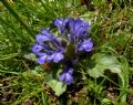 Ajuga tenorei