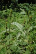 Betonica alopecuros subsp. divulsa