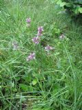 Betonica officinalis